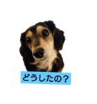 MOMOSUKEの日常編（個別スタンプ：4）