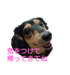 MOMOSUKEの日常編（個別スタンプ：5）