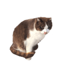 猫・ココアのスタンプ（個別スタンプ：1）