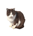 猫・ココアのスタンプ（個別スタンプ：2）