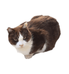 猫・ココアのスタンプ（個別スタンプ：3）