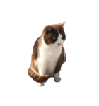 猫・ココアのスタンプ（個別スタンプ：4）