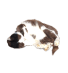 猫・ココアのスタンプ（個別スタンプ：5）