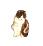 猫・ココアのスタンプ（個別スタンプ：6）