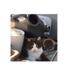 猫・ココアのスタンプ（個別スタンプ：7）
