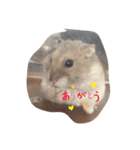 ハム＆ヨーキー（個別スタンプ：8）