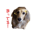 こむぎ＆あられVol.4（個別スタンプ：3）