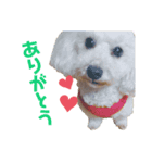 こむぎ＆あられVol.4（個別スタンプ：4）