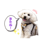 こむぎ＆あられVol.4（個別スタンプ：6）