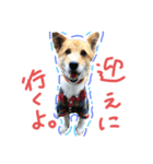 うちのこきなこ。（個別スタンプ：3）