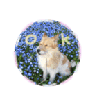 うちのこきなこ。（個別スタンプ：5）