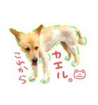 うちのこきなこ。（個別スタンプ：6）