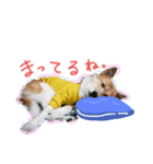 うちのこきなこ。（個別スタンプ：7）