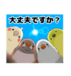 キンカチョウと鳥の仲間たち（個別スタンプ：29）