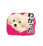 動く！かわいい犬のマルちゃん（個別スタンプ：1）