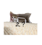 マルモノ2（個別スタンプ：2）