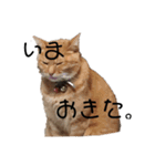 いっぬねっこ！（個別スタンプ：3）