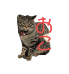 いっぬねっこ！（個別スタンプ：4）