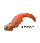 しゅーぼんのペット（個別スタンプ：3）