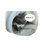 しゅーぼんのペット（個別スタンプ：4）