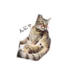 保護猫にゃんこ（個別スタンプ：1）