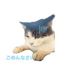 保護猫にゃんこ（個別スタンプ：2）