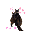 保護猫にゃんこ（個別スタンプ：3）