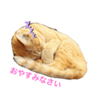 保護猫にゃんこ（個別スタンプ：5）