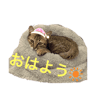保護猫にゃんこ（個別スタンプ：6）