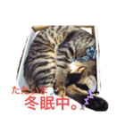 保護猫にゃんこ（個別スタンプ：8）