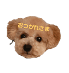はまだ家のプティ君（個別スタンプ：1）