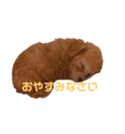 はまだ家のプティ君（個別スタンプ：2）