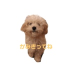 はまだ家のプティ君（個別スタンプ：6）