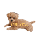 はまだ家のプティ君（個別スタンプ：7）