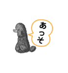スタンダードプードルイケパラ（個別スタンプ：5）