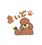 スタンダードプードルイケパラ（個別スタンプ：6）