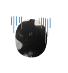 わたしの黒猫スタンプ2（個別スタンプ：8）