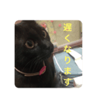 わたしの黒猫友達スタンプ（個別スタンプ：1）