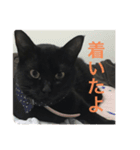 わたしの黒猫友達スタンプ（個別スタンプ：2）