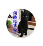 わたしの黒猫友達スタンプ（個別スタンプ：3）