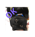 わたしの黒猫友達スタンプ（個別スタンプ：4）