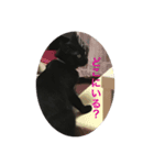 わたしの黒猫友達スタンプ（個別スタンプ：5）