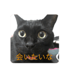 わたしの黒猫友達スタンプ（個別スタンプ：6）