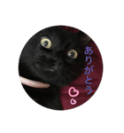 わたしの黒猫友達スタンプ（個別スタンプ：7）