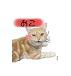 あめ太すたんぷ（個別スタンプ：1）