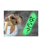 あめ太すたんぷ（個別スタンプ：5）