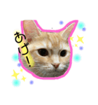 あめ太すたんぷ（個別スタンプ：7）