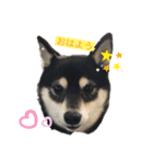 柴犬おとめ（個別スタンプ：1）