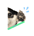 柴犬おとめ（個別スタンプ：2）