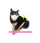柴犬おとめ（個別スタンプ：3）